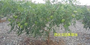 极端天气需用极品文冠果种苗