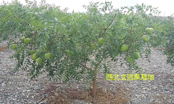 极端天气需用极品文冠果种苗